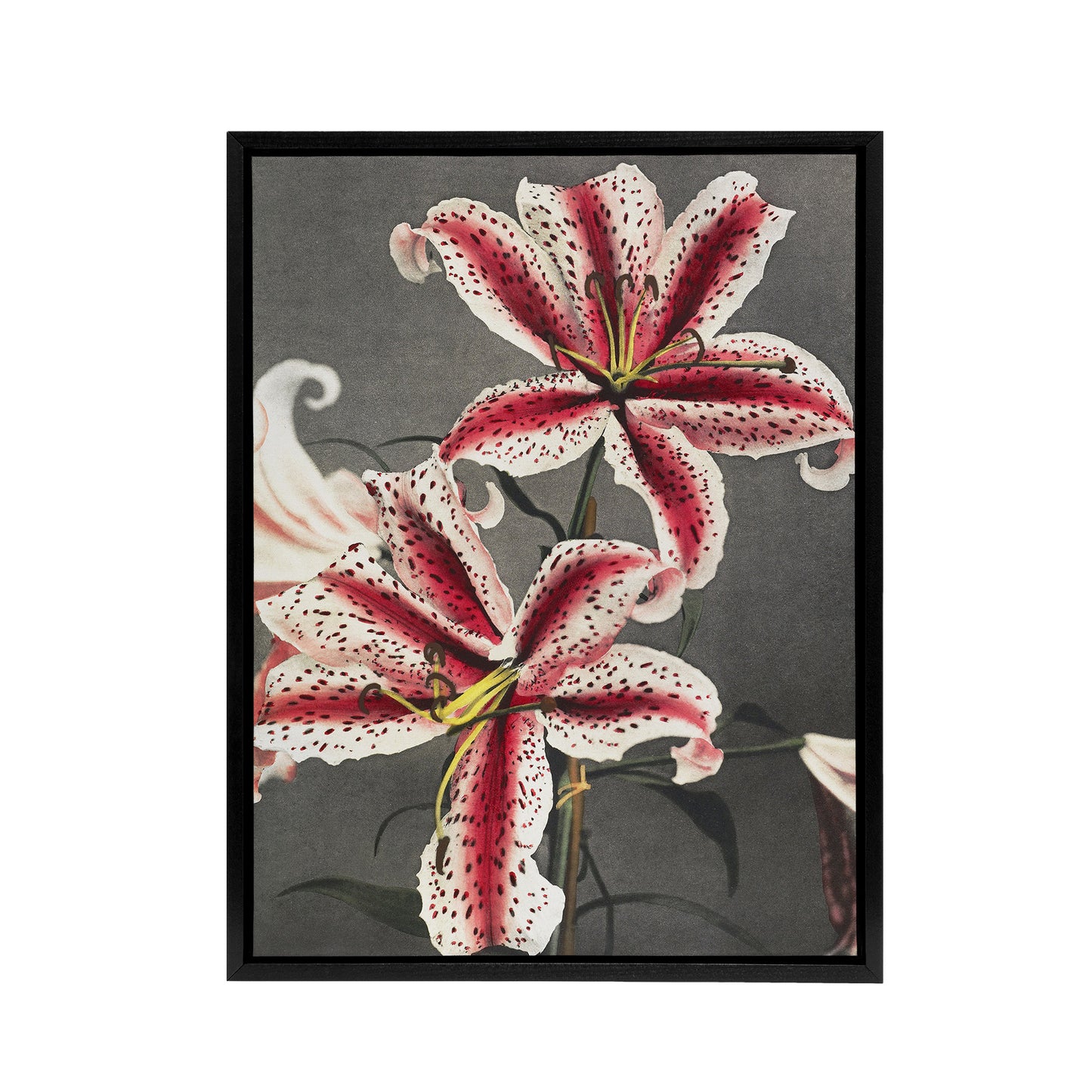 Pink Spotted Lily Flower Blooms Framed Canvas Wall Art Print Kazumasa