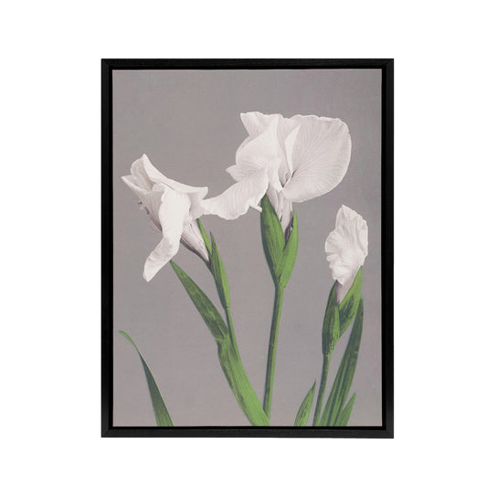 White Irises Blooming Flowers Framed Canvas Wall Art Print Kazumasa