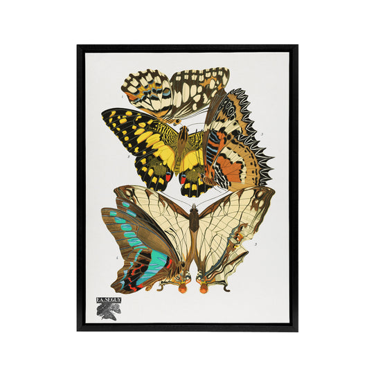 Papillons Butterflies Illustration Framed Canvas Wall Art Print Seguy