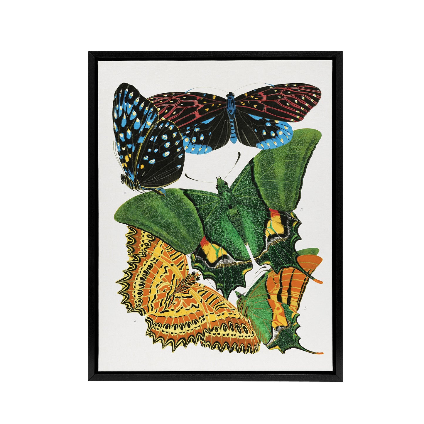 Vintage Vibrant Butterflies Papillons Framed Canvas Wall Art Print Seguy
