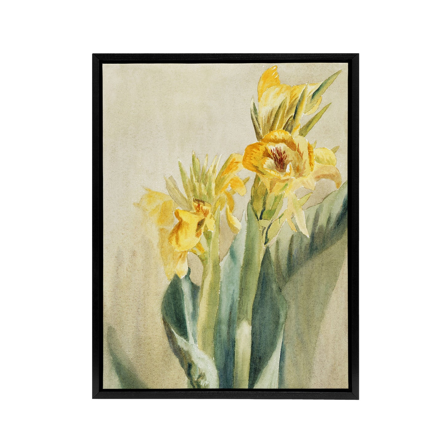 Yellow Canna Lily Flowers Framed Canvas Wall Art Print Hannah Overbeck
