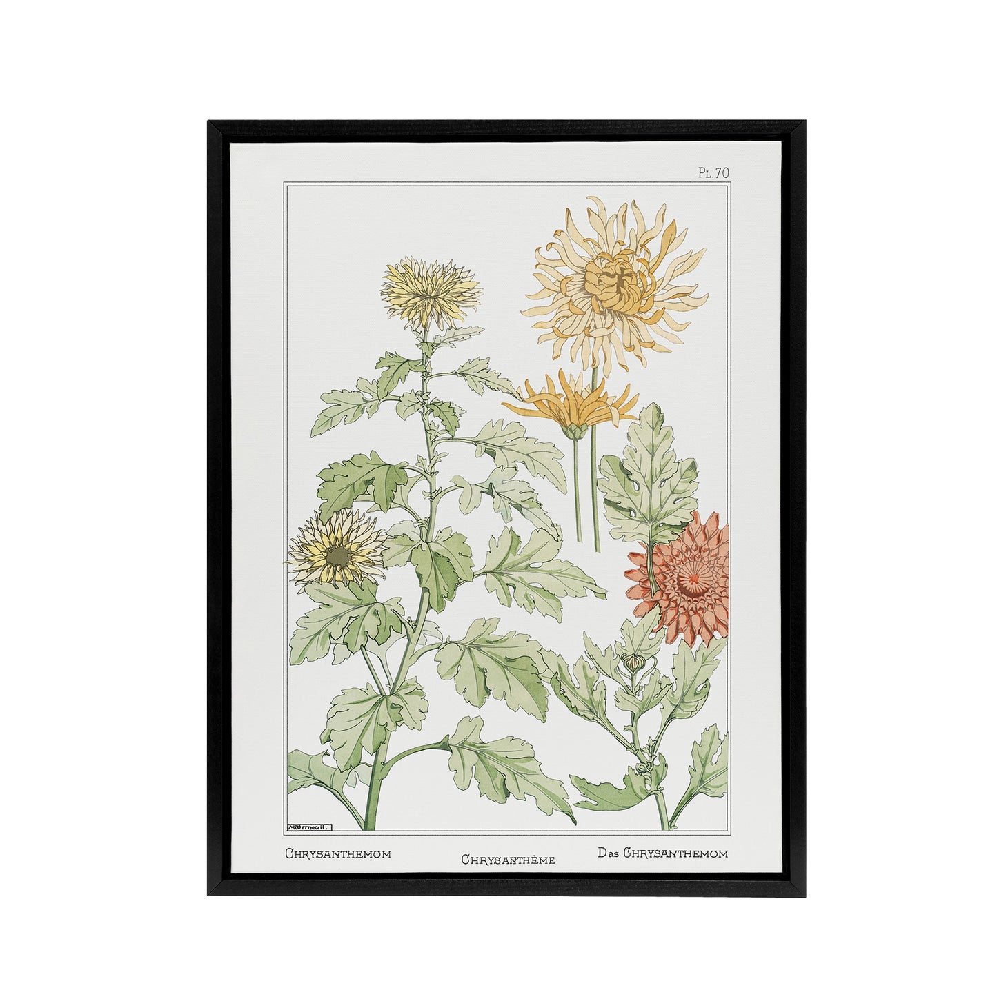 Chrysanthemum Framed Canvas Wall Art Print Vintage Floral Verneuil