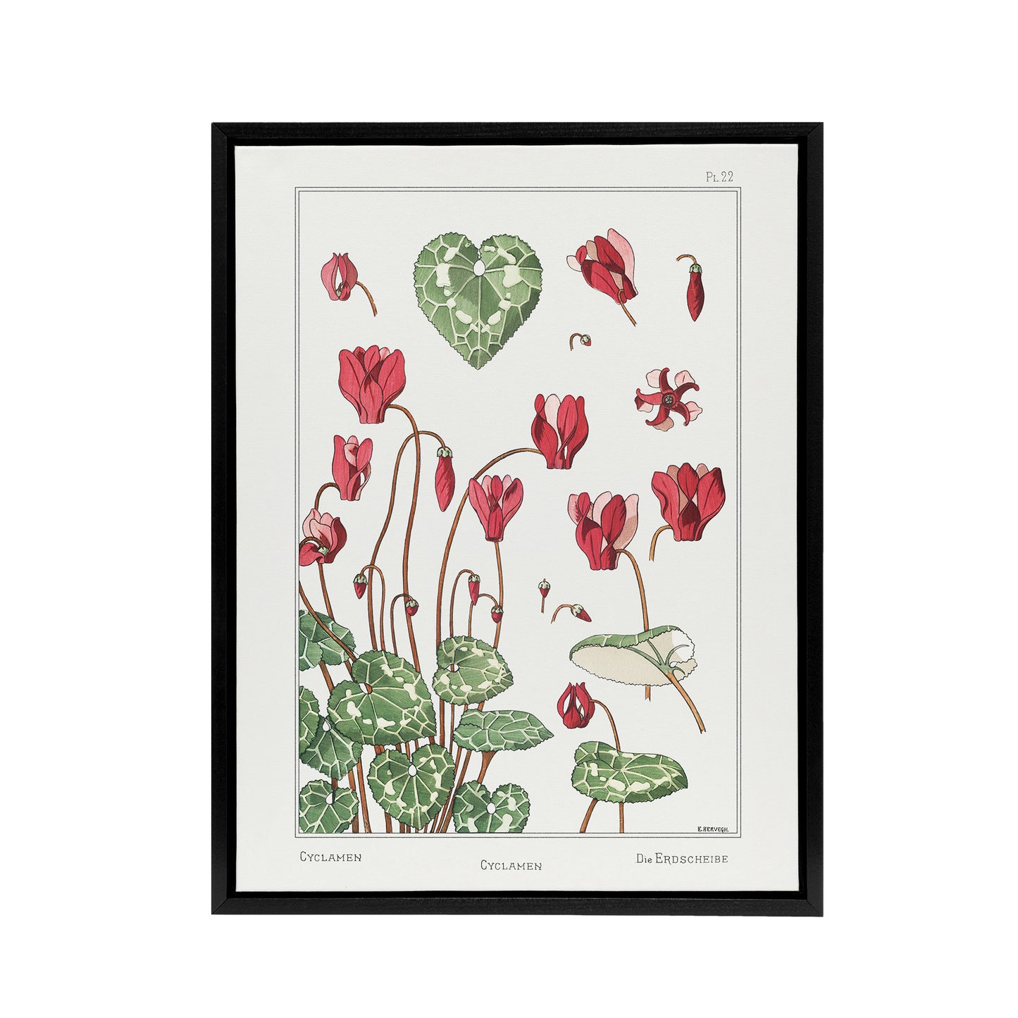 Cyclamen Flower Framed Canvas Wall Art Print Vintage Floral Verneuil