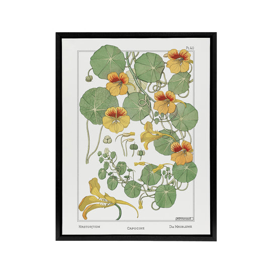Nasturtium Flower Framed Canvas Wall Art Print Vintage Floral Verneuil