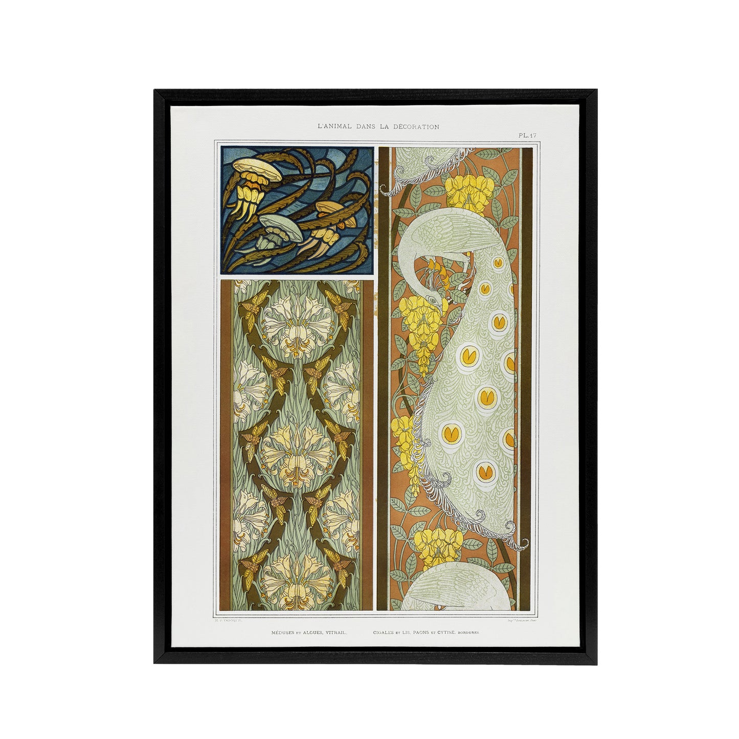 Peacock Jellyfish Lily Nouveau Framed Canvas Wall Art Print Verneuil
