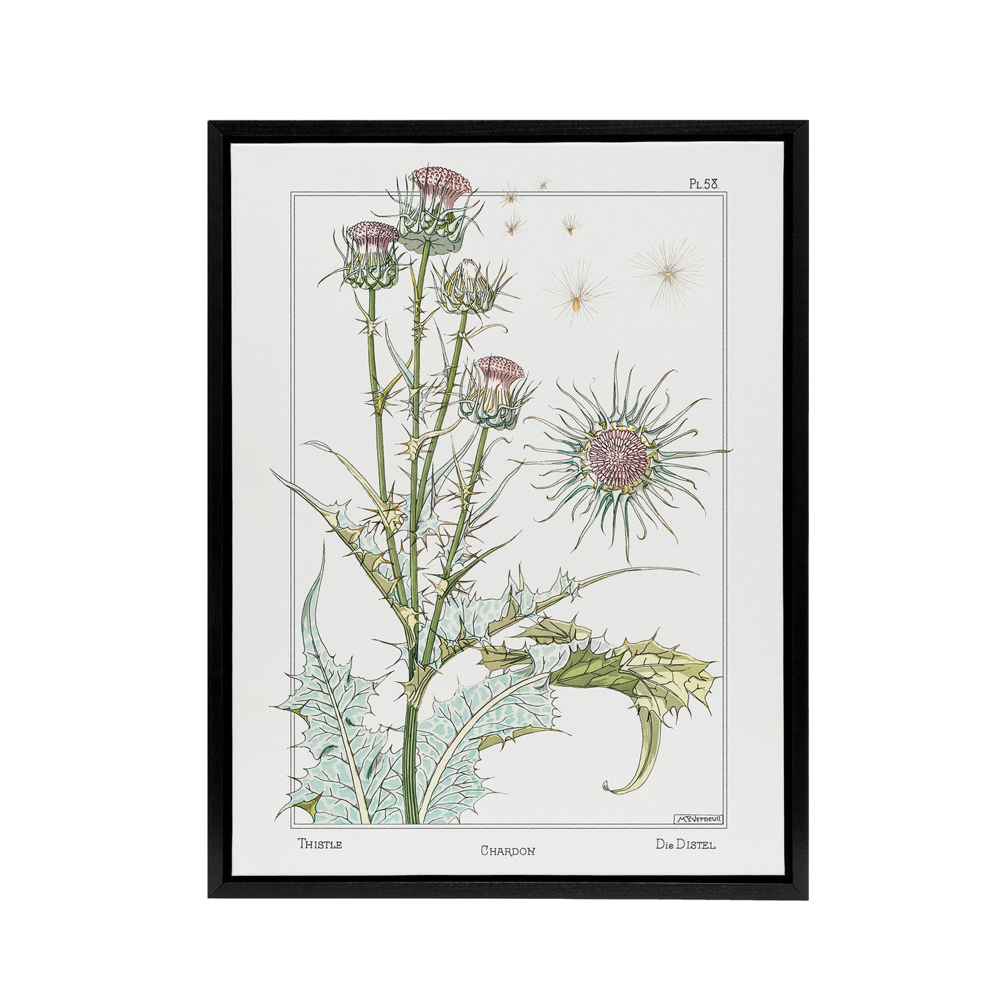 Thistle Flower Framed Canvas Wall Art Print Vintage Floral Verneuil