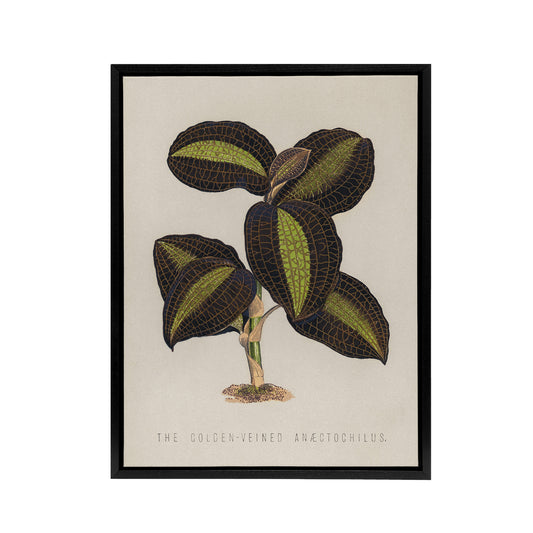 Golden Veined Jewel Orchid Vintage Botanical Black Framed Canvas Wall Art