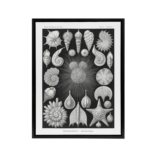 Forams Vintage Illustration Haeckel Botanical Framed Canvas Wall Art