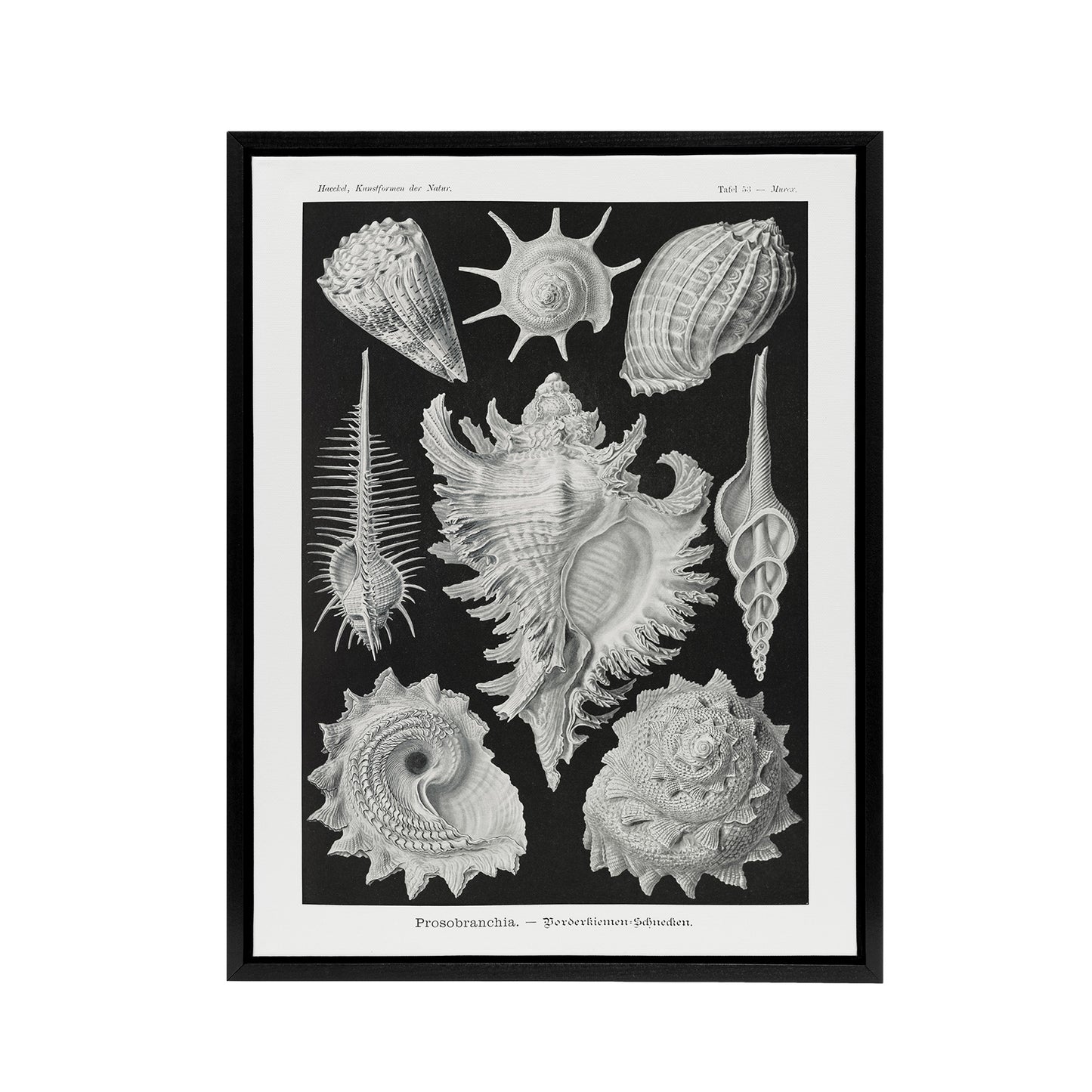 Sea Snail Shells Vintage Haeckel Botanical Black Framed Canvas Wall Art