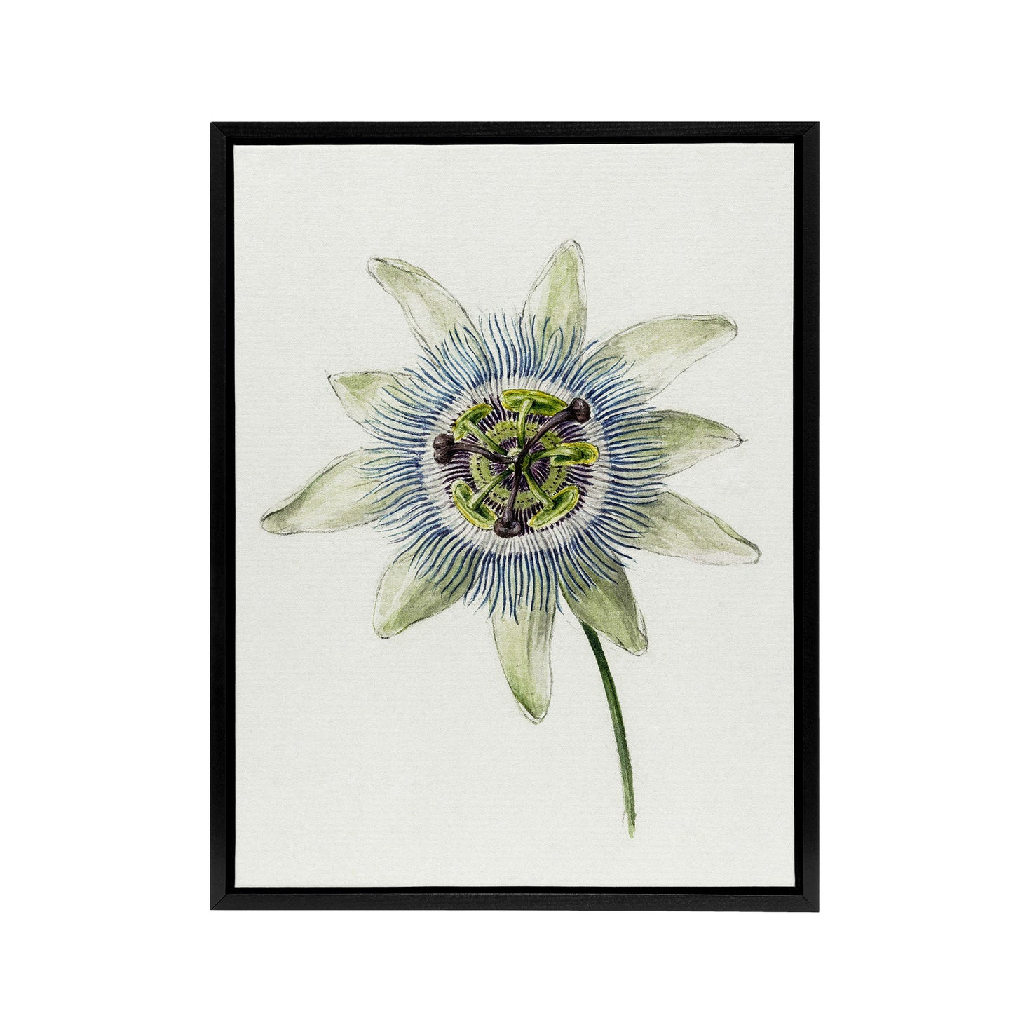 Passion Flower Bloom Floral Drawing Bernard Black Framed Canvas Wall Art