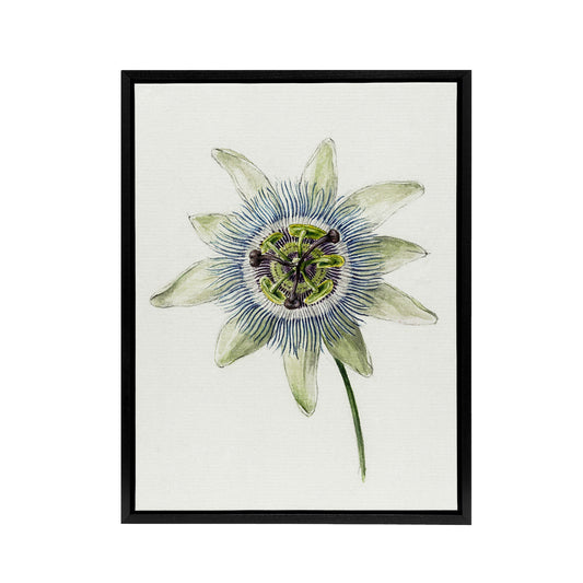 Passion Flower Bloom Floral Drawing Bernard Black Framed Canvas Wall Art