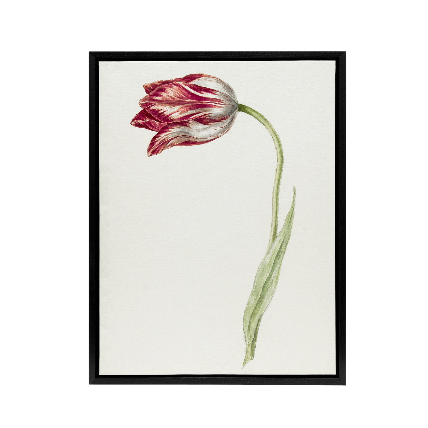 Pink Tulip Flower Drawing Jean Bernard Vintage Framed Canvas Wall Art