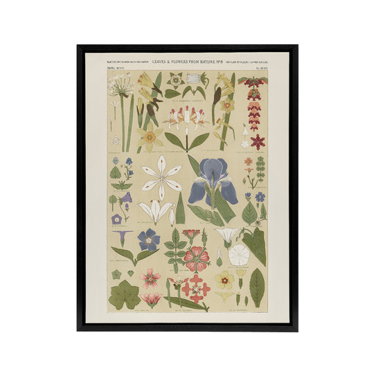 Leaves and Flowers From Nature No 8 Jones Black Framed Canvas Wall Art