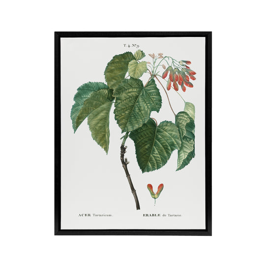 Acer Tataricum Botanical Redoute Vintage Black Framed Canvas Wall Art