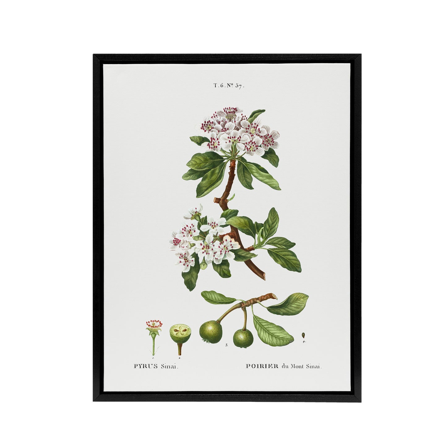Almond Leaved Pear Tree Redoute Vintage Black Framed Canvas Wall Art