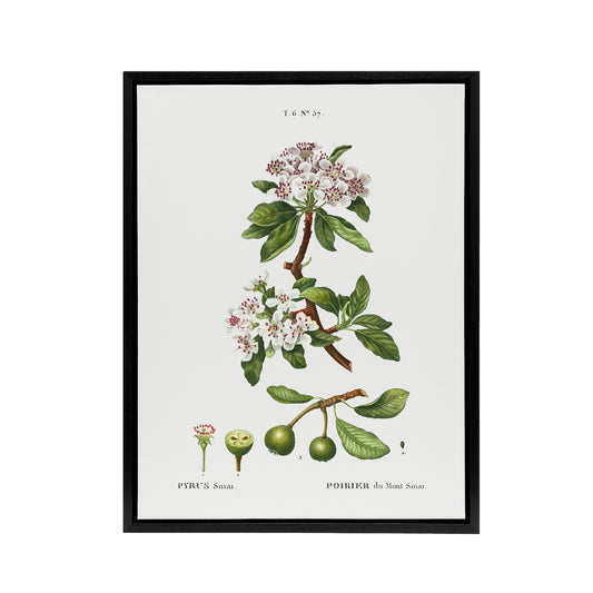 Almond Leaved Pear Tree Redoute Vintage Black Framed Canvas Wall Art