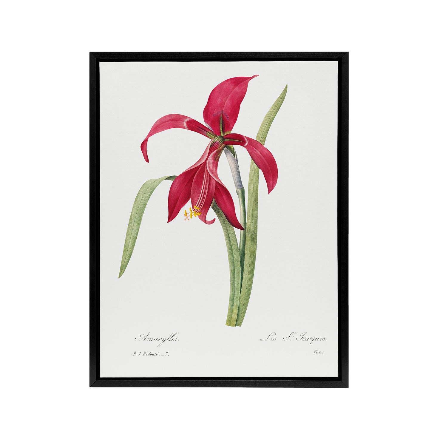 Amaryllis Flower Floral Redoute Vintage Black Framed Canvas Wall Art