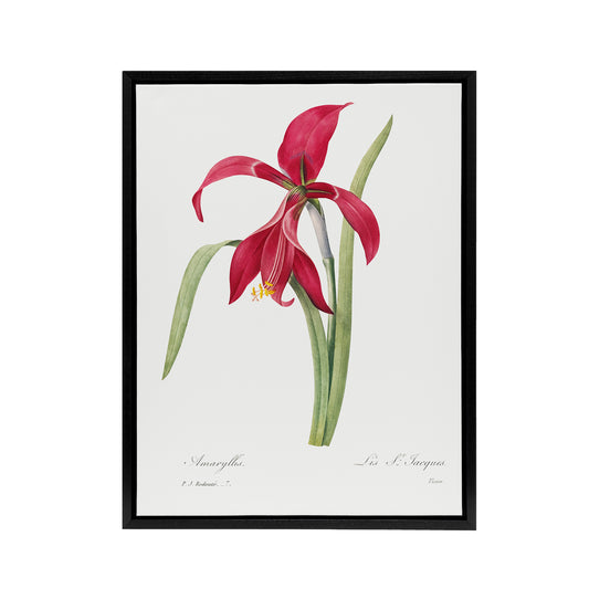 Amaryllis Flower Floral Redoute Vintage Black Framed Canvas Wall Art