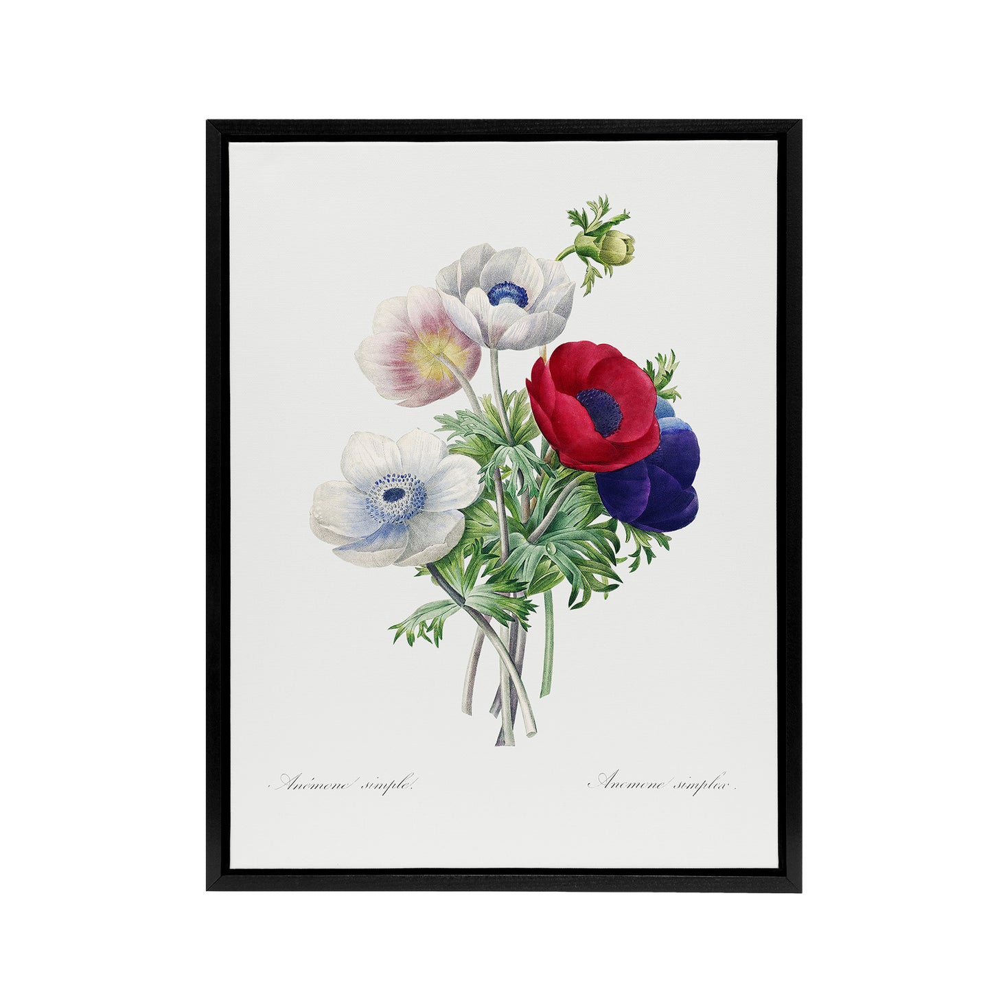 Anemone Flowers Botanical Redoute Vintage Black Framed Canvas Wall Art