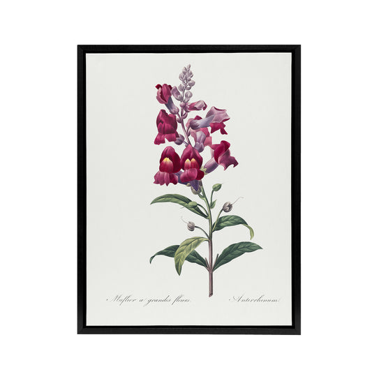 Antirrhinum Dragon Flowers Redoute Vintage Black Framed Canvas Wall Art