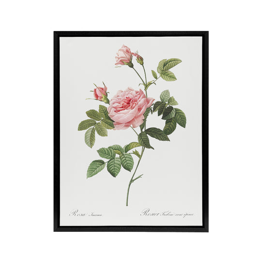 Boursault Rose Floral Redoute Vintage Black Framed Canvas Wall Art