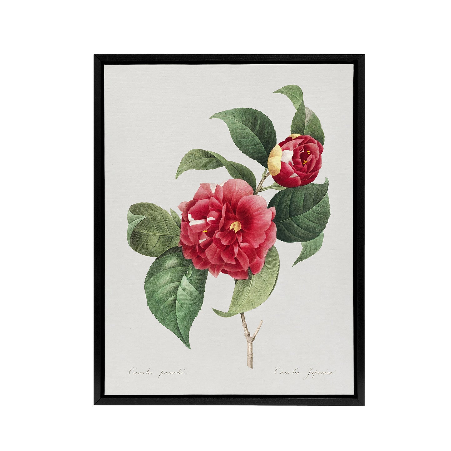 Camelia Floral Illustration Redoute Vintage Black Framed Canvas Wall Art