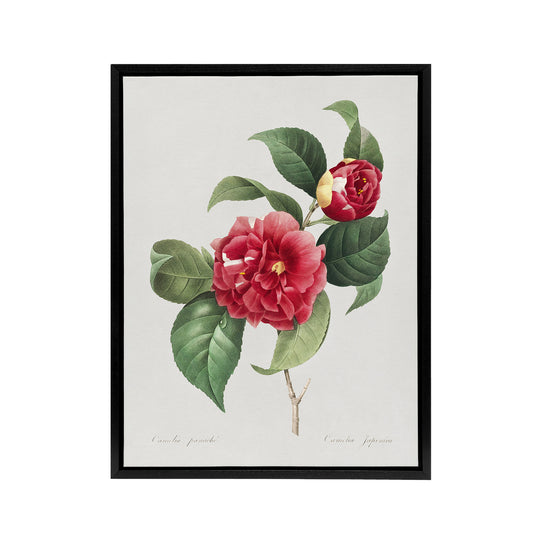 Camelia Floral Illustration Redoute Vintage Black Framed Canvas Wall Art