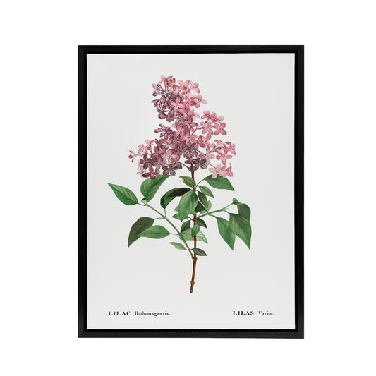 Chinese Lilac Floral Redoute Vintage Black Framed Canvas Wall Art