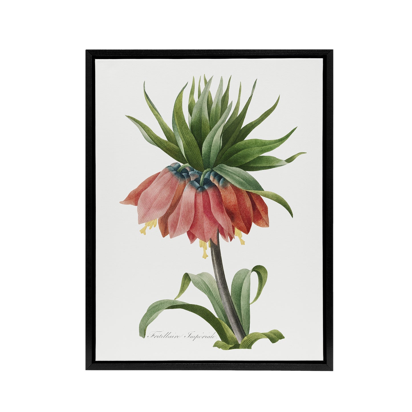 Crown Imperial Flower Redoute Vintage Black Framed Canvas Wall Art