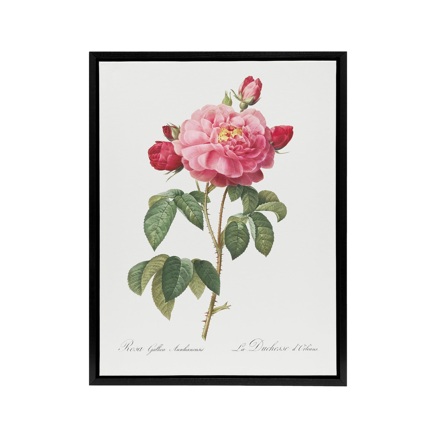 French Rose Botanical Redoute Vintage Black Framed Canvas Wall Art
