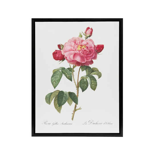 French Rose Botanical Redoute Vintage Black Framed Canvas Wall Art
