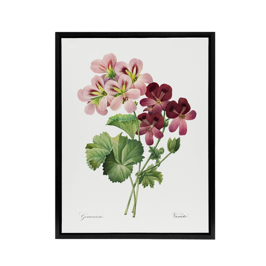 Geranium Flowers Illustration Redoute Vintage Framed Canvas Wall Art