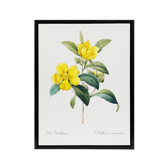 Golden Guinea Vine Flowers Redoute Vintage Black Framed Canvas Wall Art