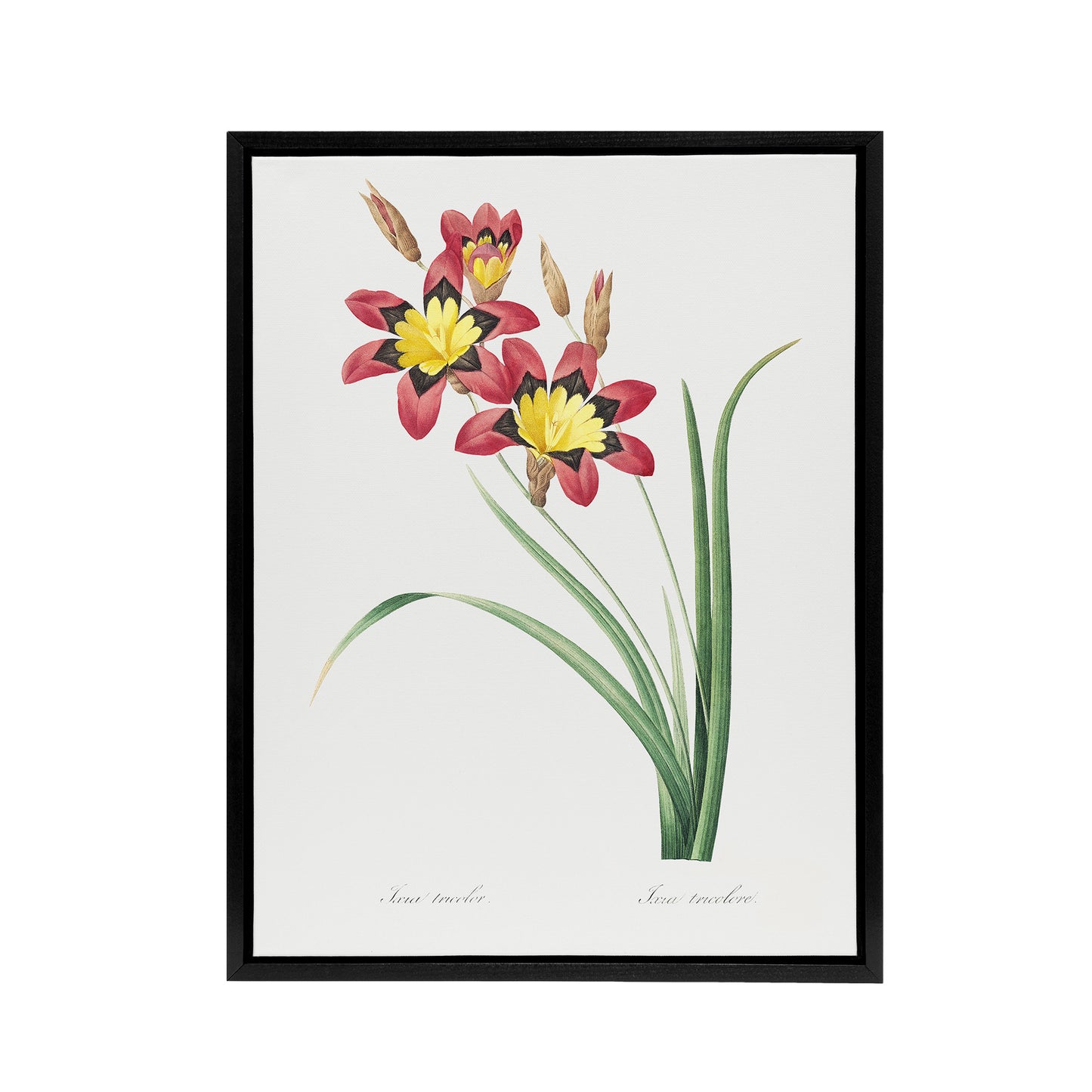 Harlequin Flowers Floral Redoute Vintage Black Framed Canvas Wall Art