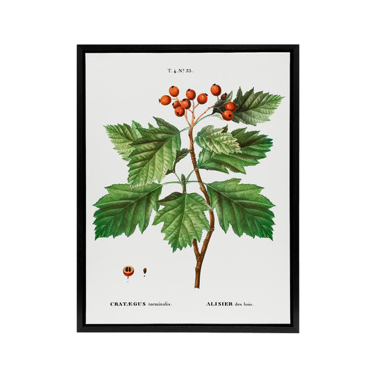 Hawthorn Botanical Illustration Redoute Vintage Framed Canvas Wall Art