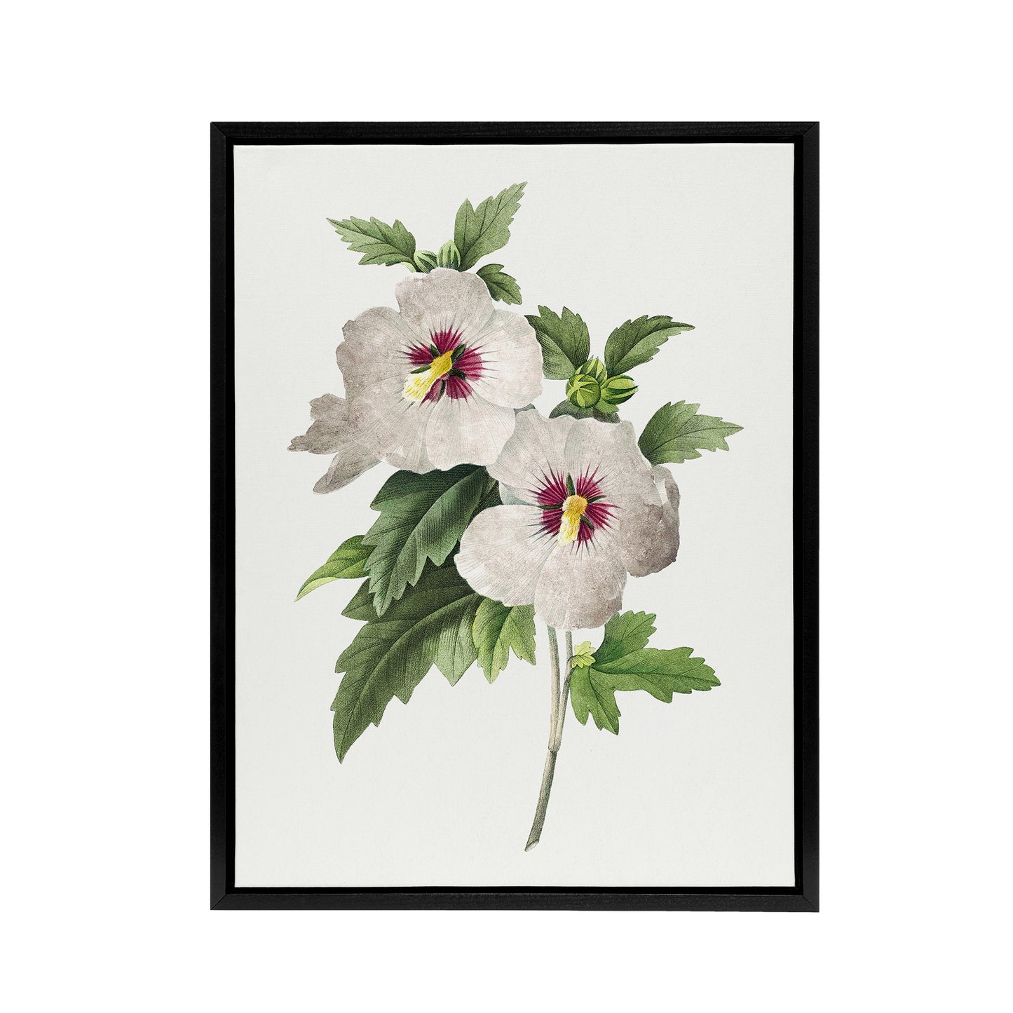 Hibiscus Flower Illustration Redoute Vintage Black Framed Canvas Wall Art