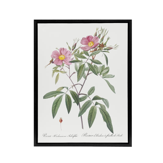 Hudson Swamp Rose Flowers Redoute Vintage Black Framed Canvas Wall Art