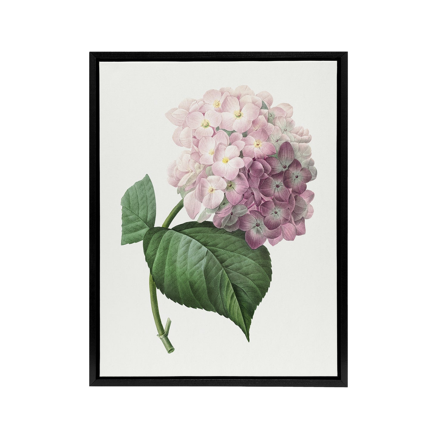 Hydrangea Botanical Illustration Redoute Vintage Framed Canvas Wall Art