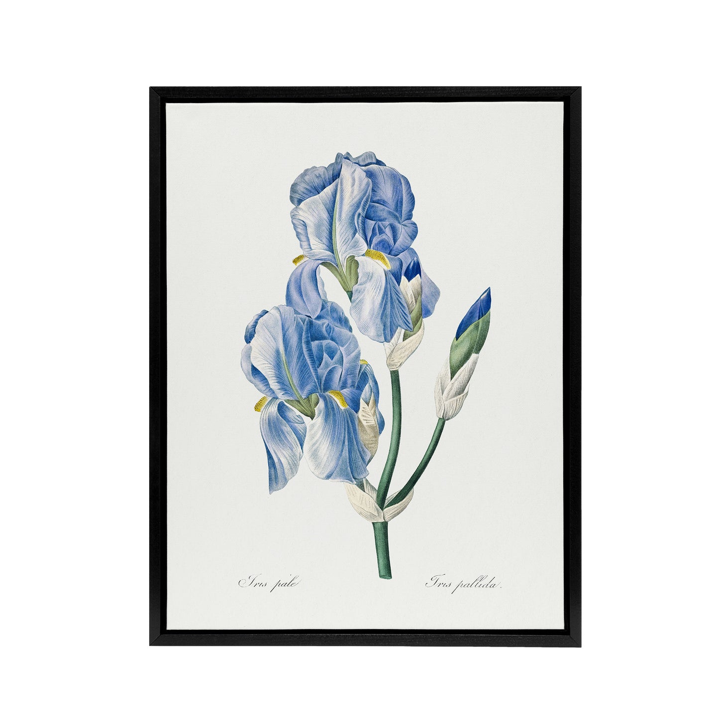 Iris Pallida Botanical Redoute Vintage Black Framed Canvas Wall Art