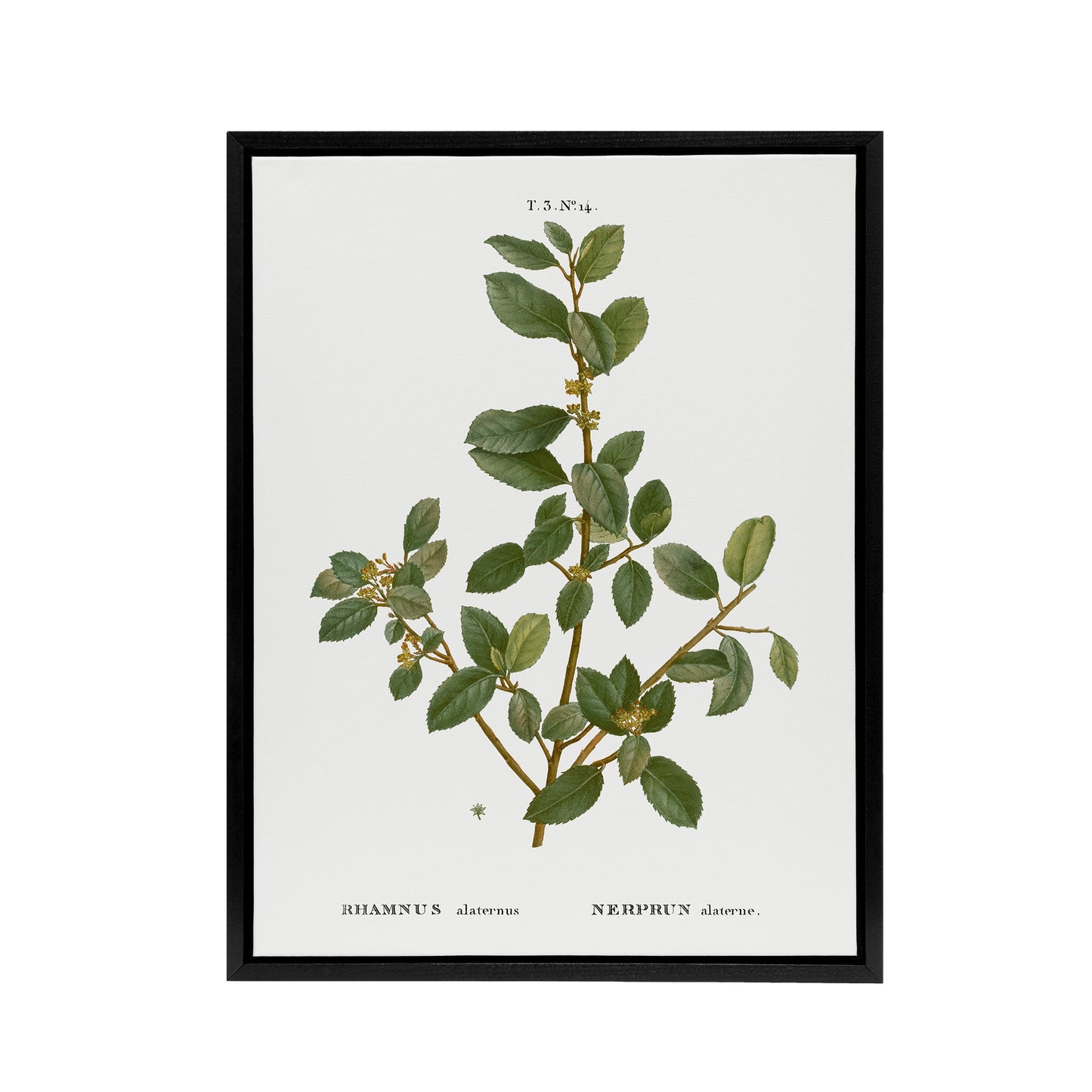 Italian Buckthorn Botanical Redoute Vintage Black Framed Canvas Wall Art