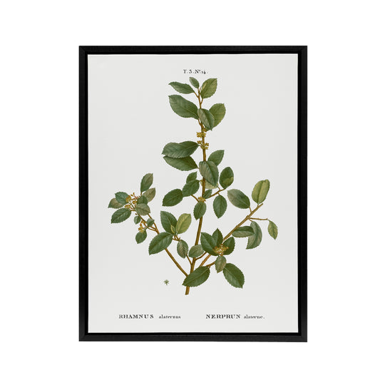 Italian Buckthorn Botanical Redoute Vintage Black Framed Canvas Wall Art
