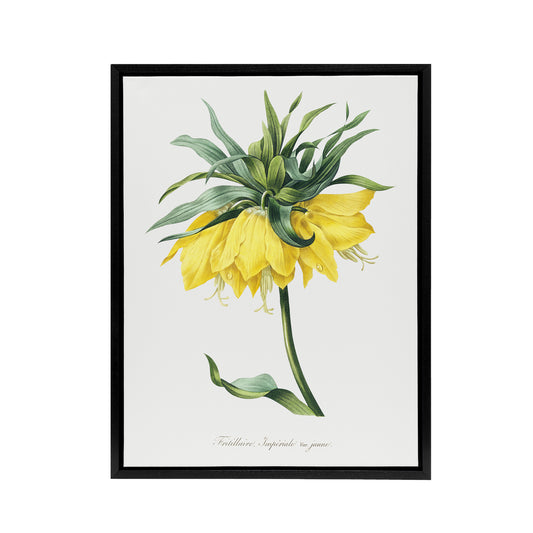 Yellow Crown Imperial Flower Redoute Vintage Black Framed Canvas Wall Art