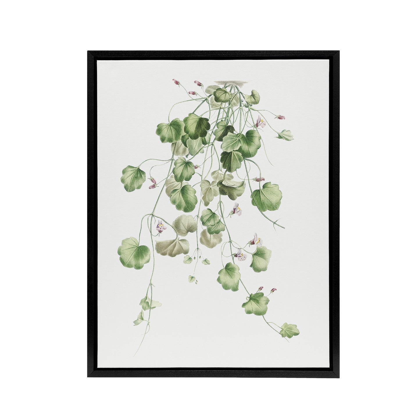 Kenilworth Ivy Botanical Redoute Vintage Black Framed Canvas Wall Art