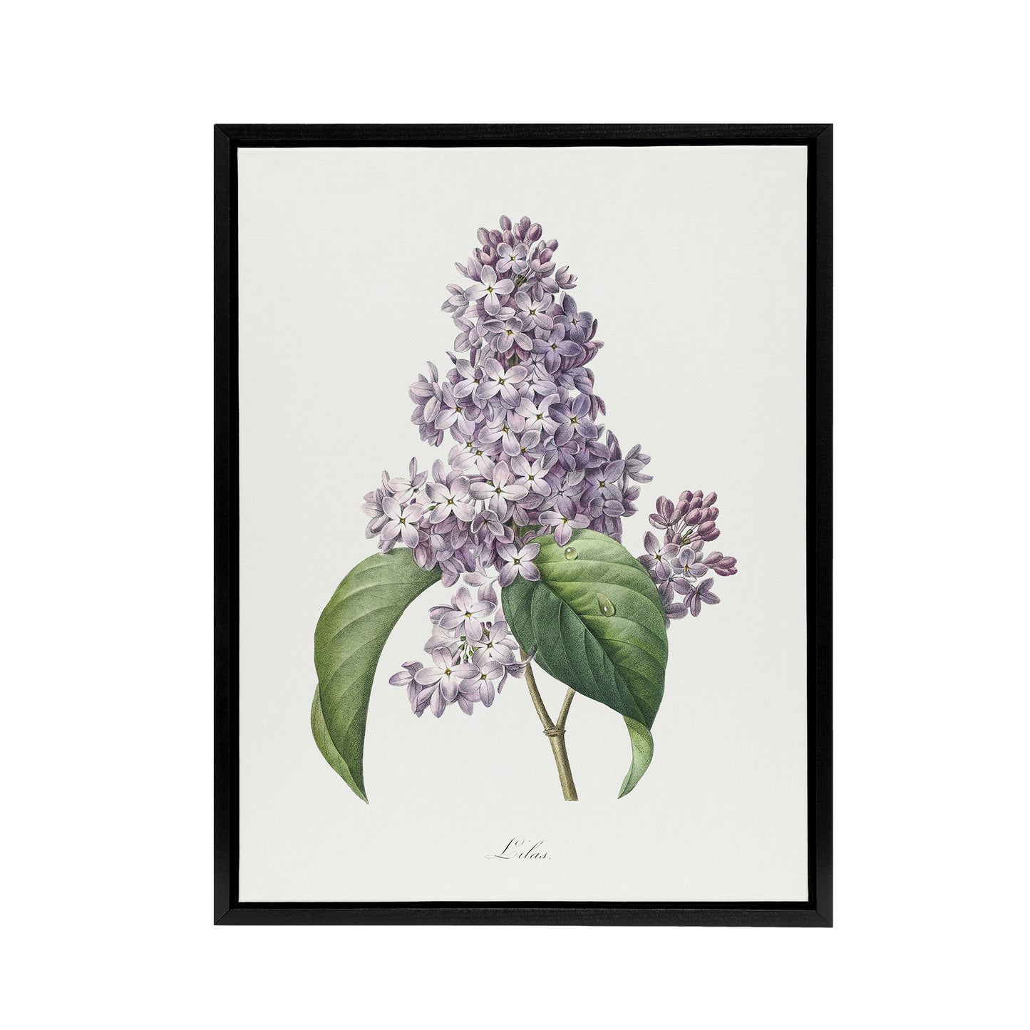 Lilac Floral Illustration Redoute Vintage Black Framed Canvas Wall Art
