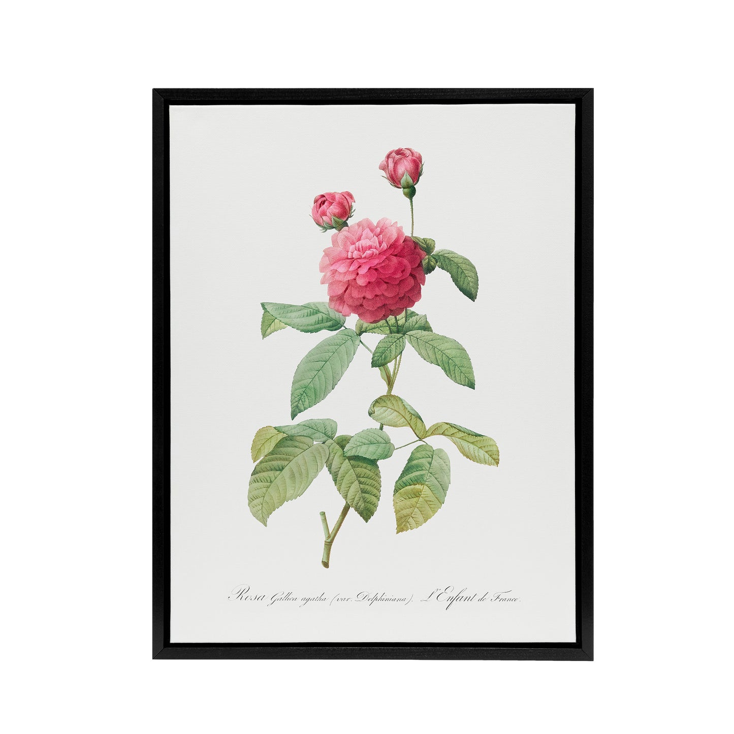 Agatha Rose Botanical Redoute Vintage Black Framed Canvas Wall Art