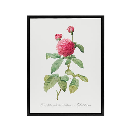 Agatha Rose Botanical Redoute Vintage Black Framed Canvas Wall Art