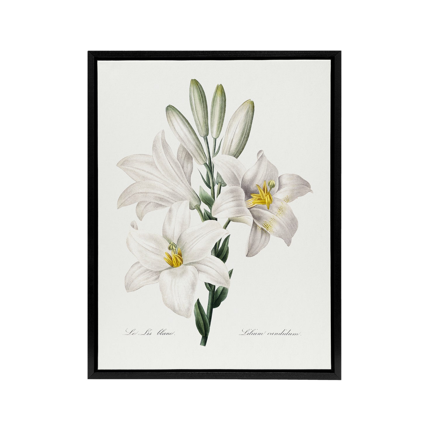 White Lily Botanical Redoute Vintage Black Framed Canvas Wall Art