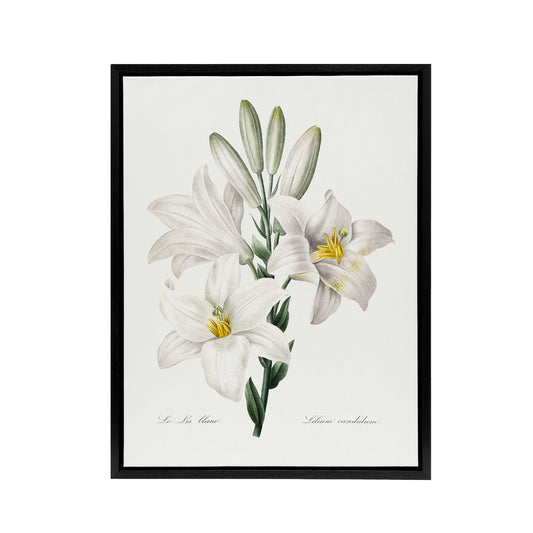White Lily Botanical Redoute Vintage Black Framed Canvas Wall Art