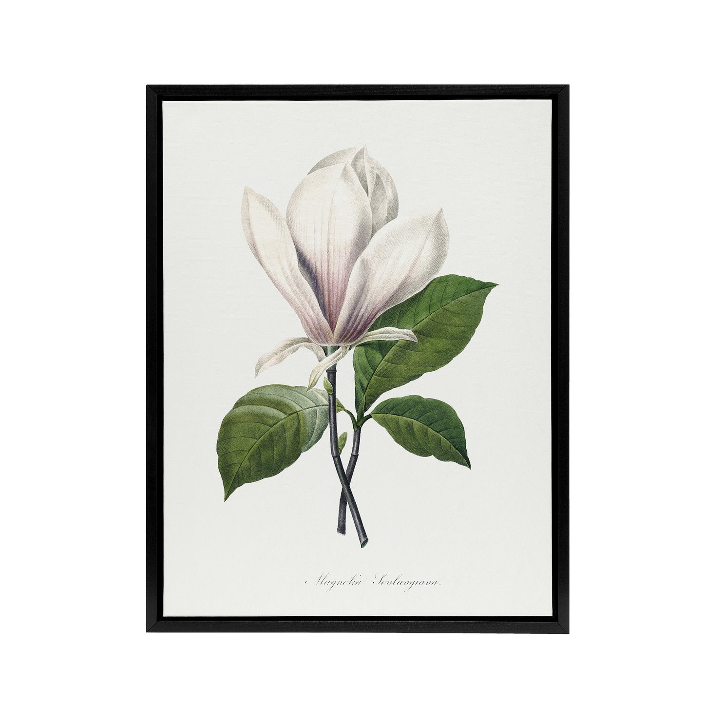 Saucer Magnolia Flower Redoute Vintage Black Framed Canvas Wall Art
