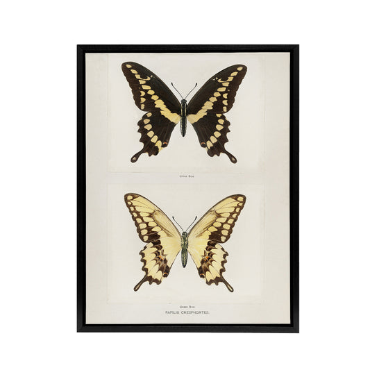 Giant Swallowtail Butterfly Sherman Denton Framed Canvas Wall Art Print